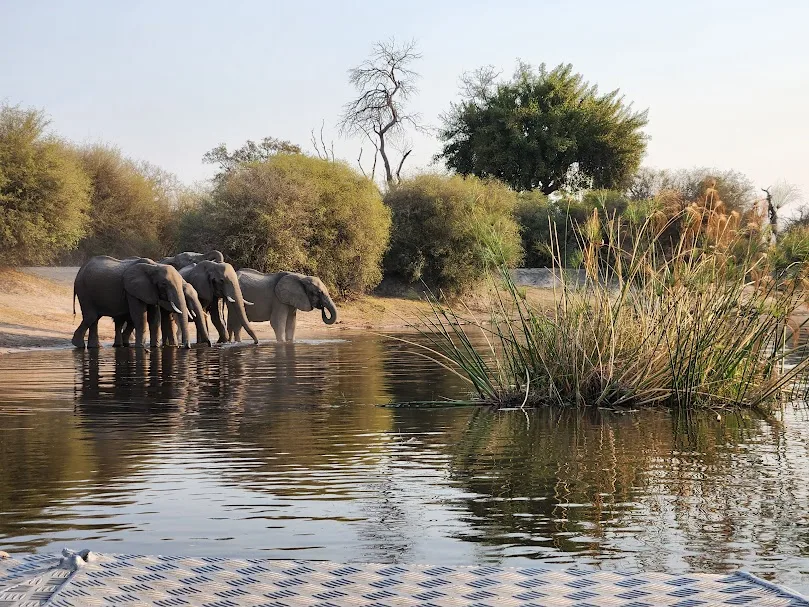 Elephants beside a wetland channel
