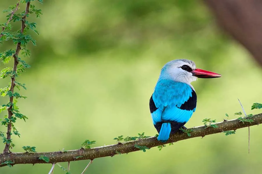 A kingfisher perched on a branch